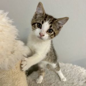 Fishstick, Baby Male Domestic Short Hair