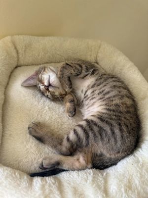 Juvia, Baby Female Domestic Short Hair