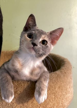 Dora (the explorer), Baby Female Domestic Short Hair