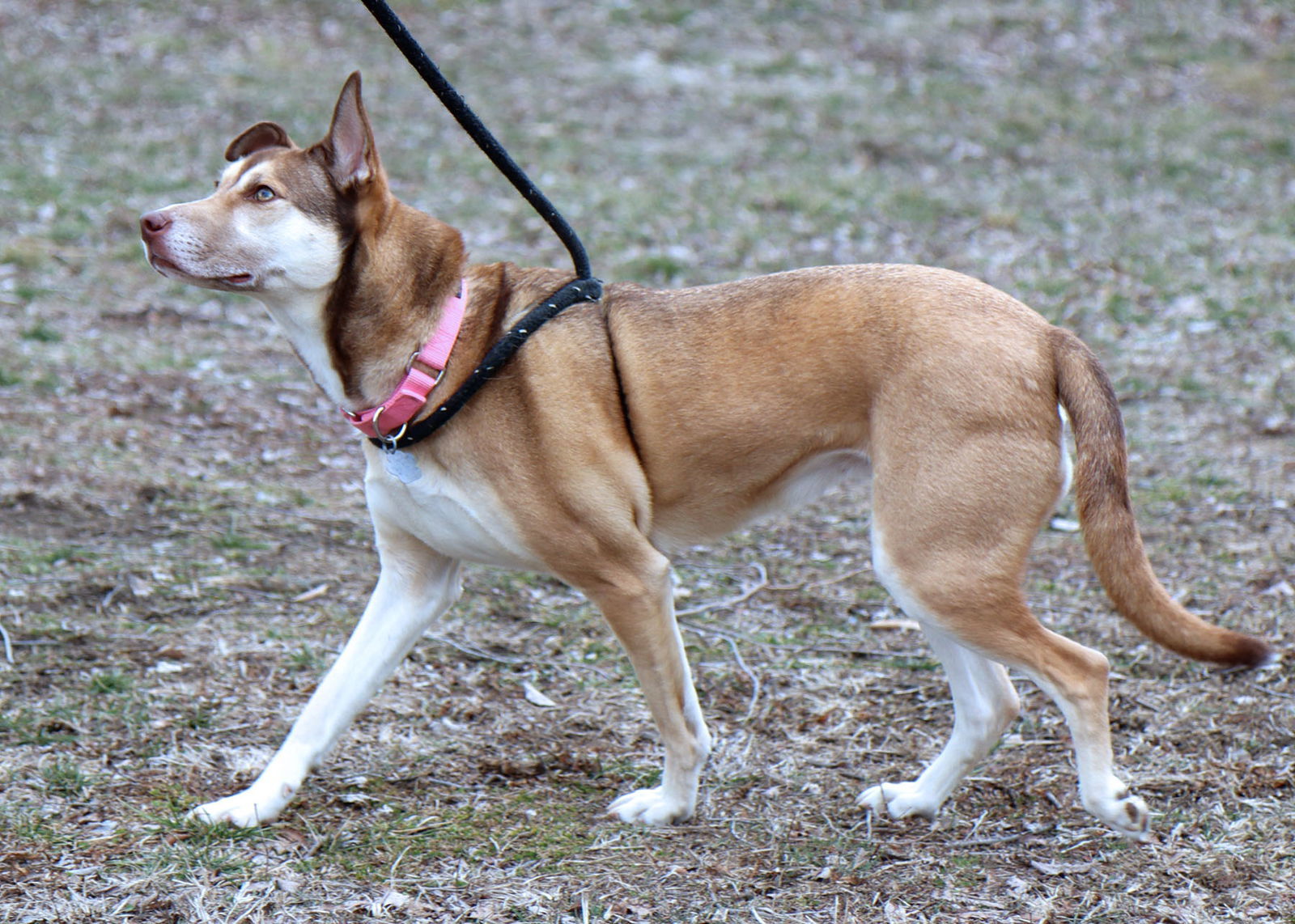 Neela