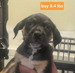 Amari, Baby Male Beagle