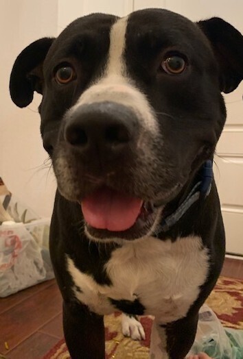 Duke (CP)