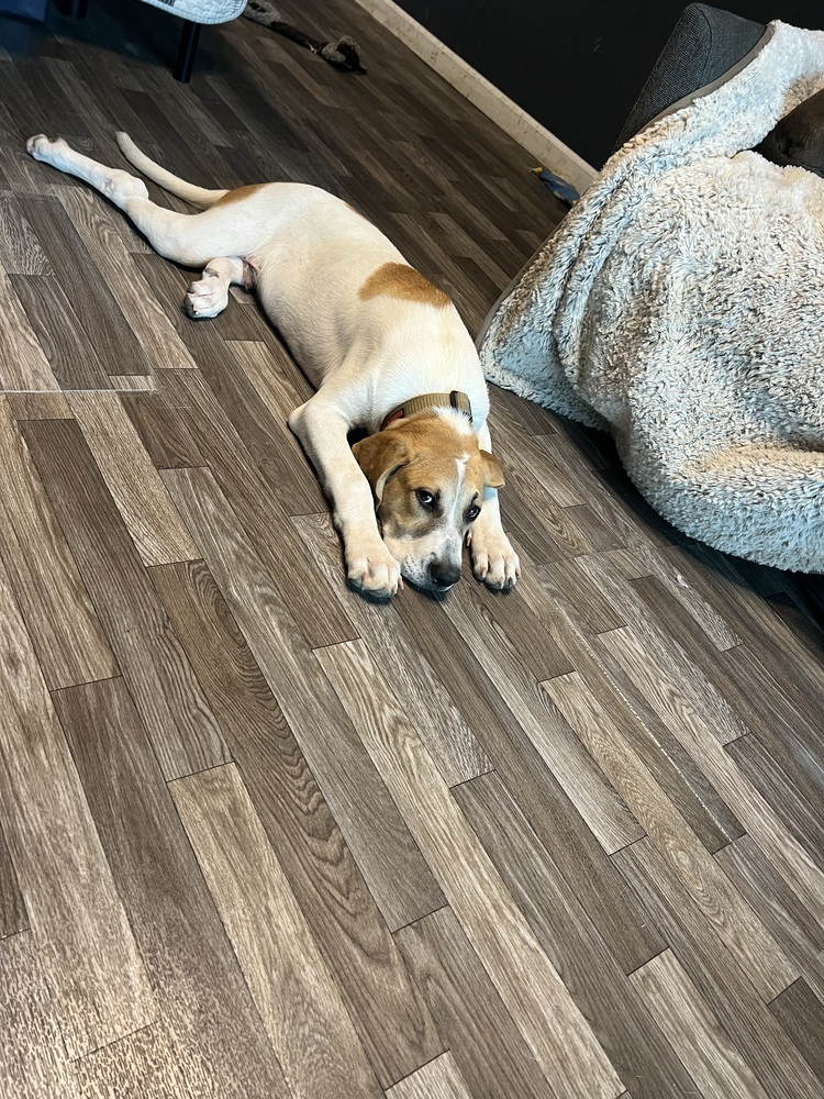 Great Pyr Puppies: Kodi NKA Takoda