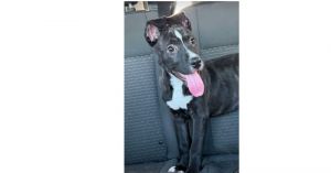 Hiccup (CP), Baby Male Staffordshire Bull Terrier