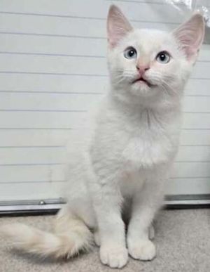 Ollie, Baby Male Domestic Short Hair
