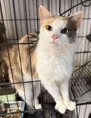 KiKi, Adult Female unknown