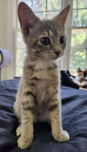 Emily, Baby Female Domestic Short Hair