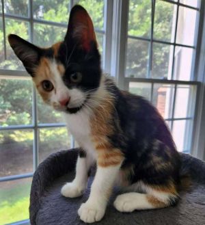 Felicity, Baby Female Domestic Short Hair