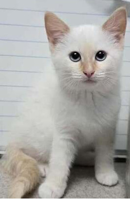 Molly, Baby Female unknown