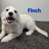 Finch