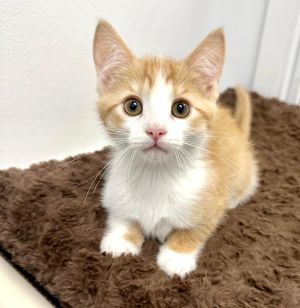 Slushie, Baby Female Tabby