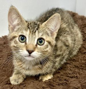Froyo, Baby Female Tabby