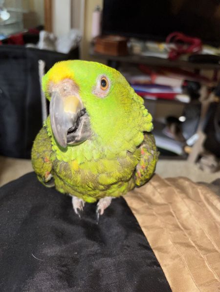 Bird