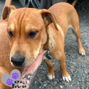 Slayer, Baby Male Labrador Retriever