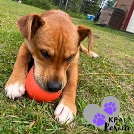 Slayer, an adoptable Labrador Retriever, Mixed Breed in Kenai, AK, 99611 | Photo Image 1