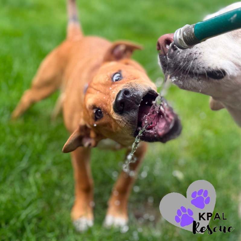 Slayer, an adoptable Labrador Retriever, Mixed Breed in Kenai, AK, 99611 | Photo Image 1