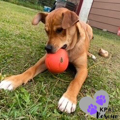 Slayer, an adoptable Labrador Retriever, Mixed Breed in Kenai, AK, 99611 | Photo Image 2