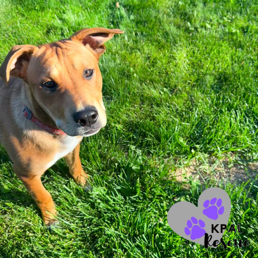 Slayer, an adoptable Labrador Retriever, Mixed Breed in Kenai, AK, 99611 | Photo Image 2