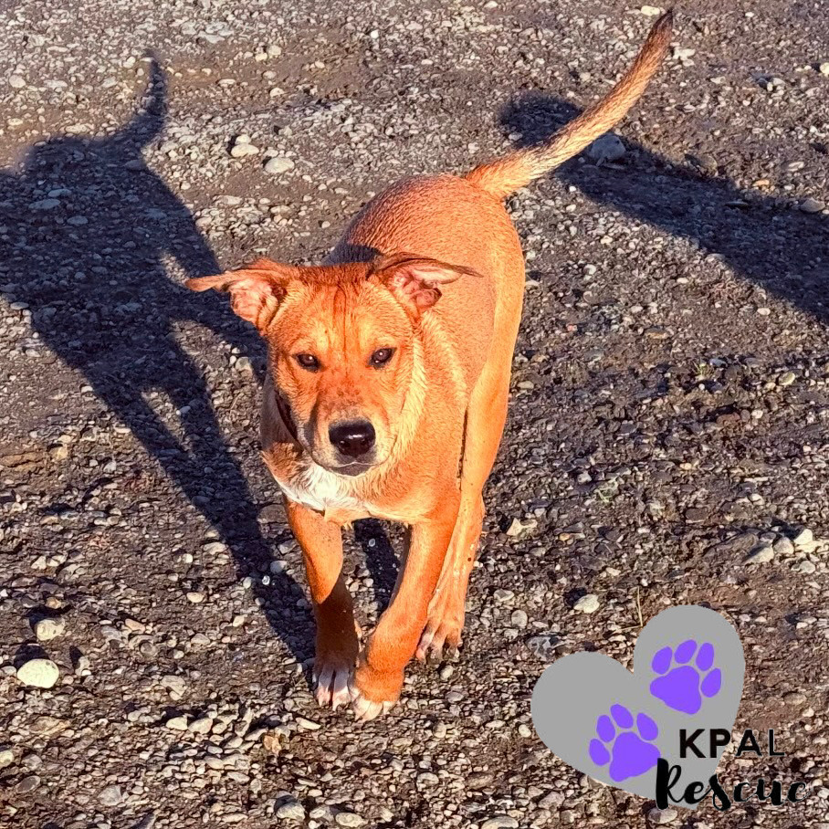 Slayer, an adoptable Labrador Retriever, Mixed Breed in Kenai, AK, 99611 | Photo Image 4