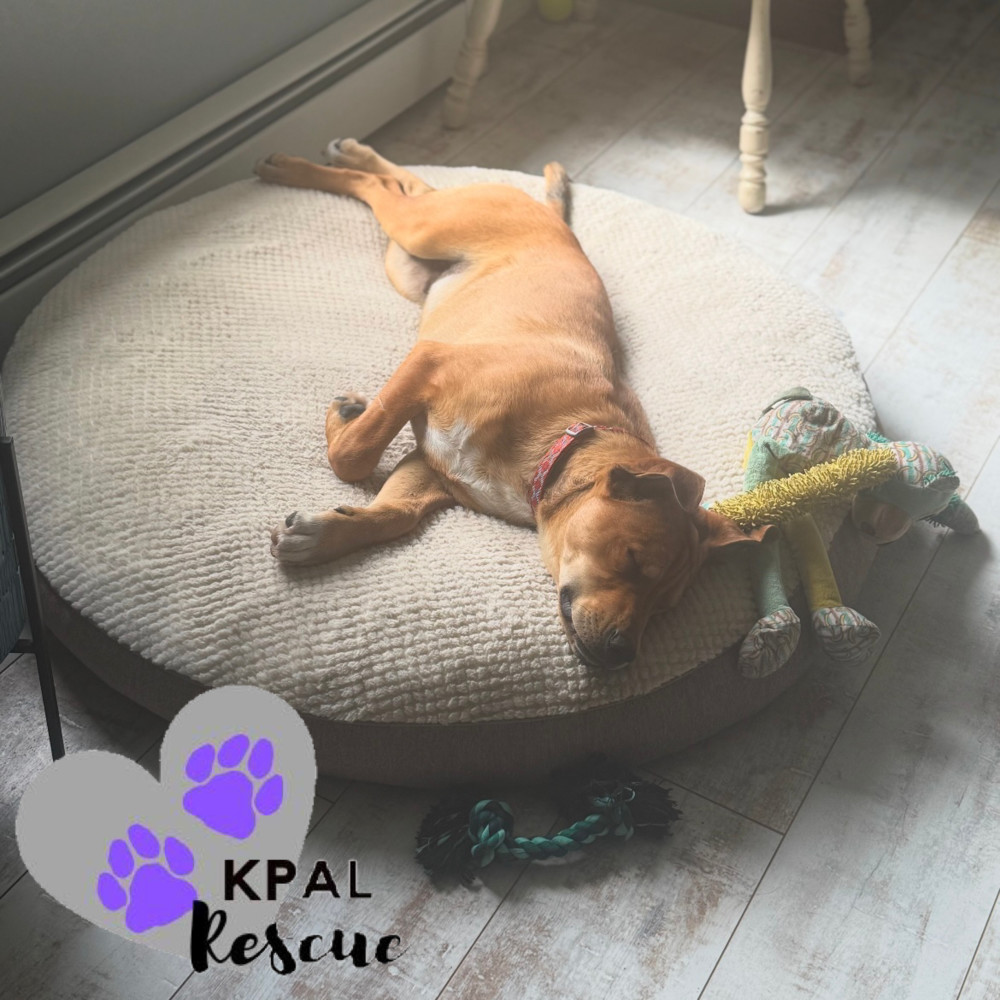 Slayer, an adoptable Labrador Retriever, Mixed Breed in Kenai, AK, 99611 | Photo Image 5