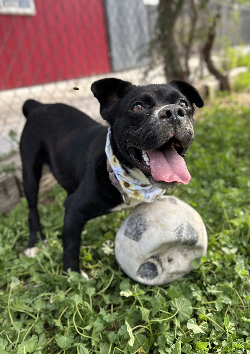 Dolly