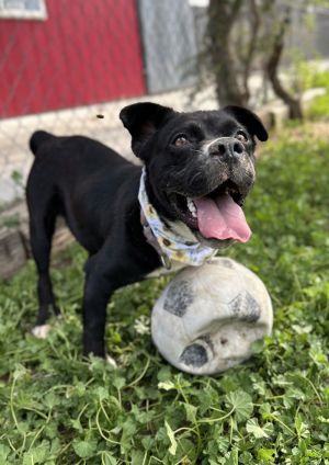 Dolly, Young Female Pug