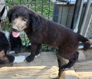 Maddox, Baby Male Border Collie