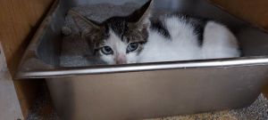 Brodie, Baby Male Tabby