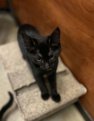 Badger, Young Male Domestic Short Hair
