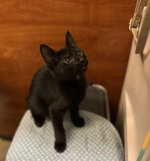 Omar, Young Male Domestic Short Hair