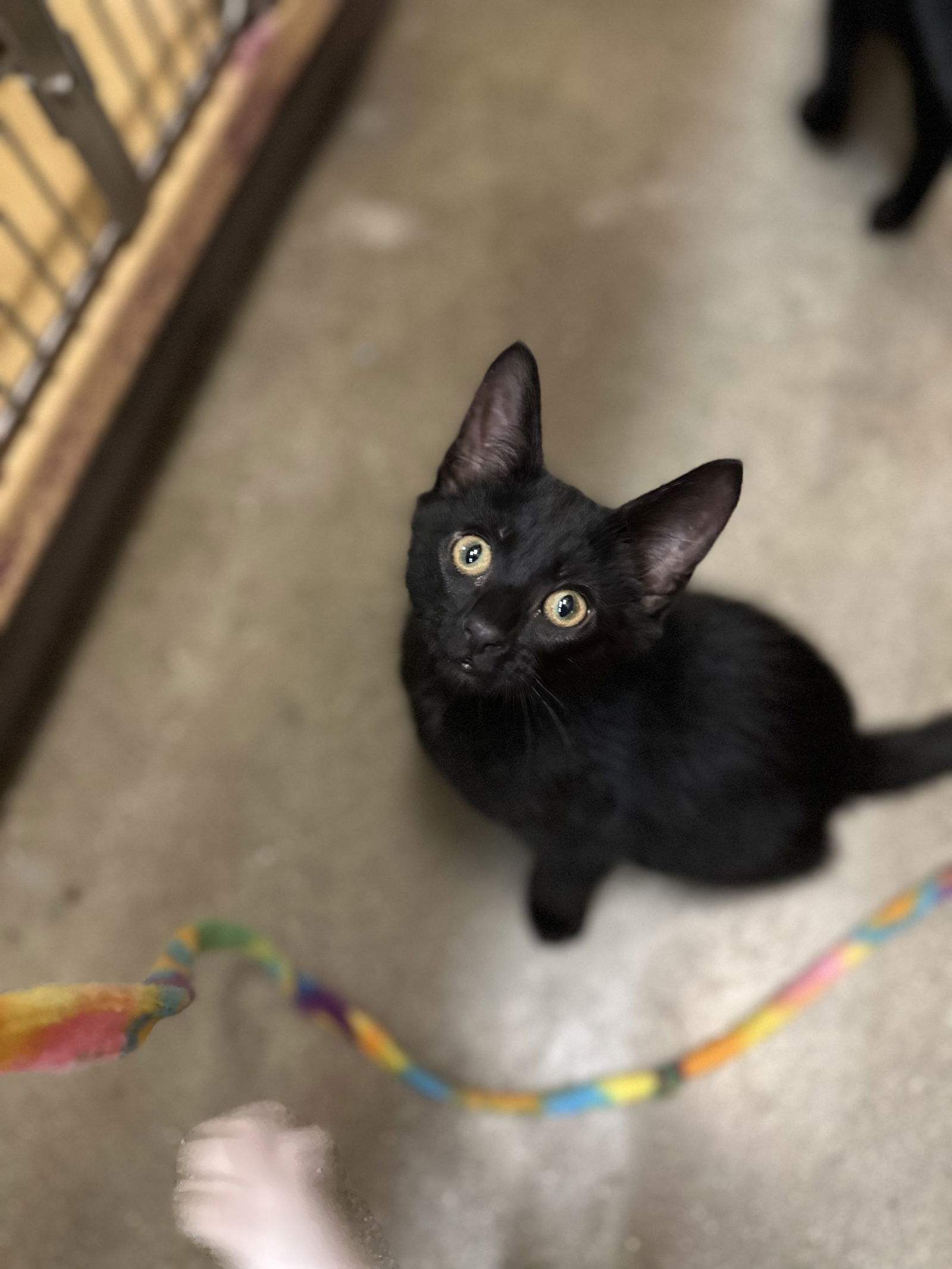 Otto
