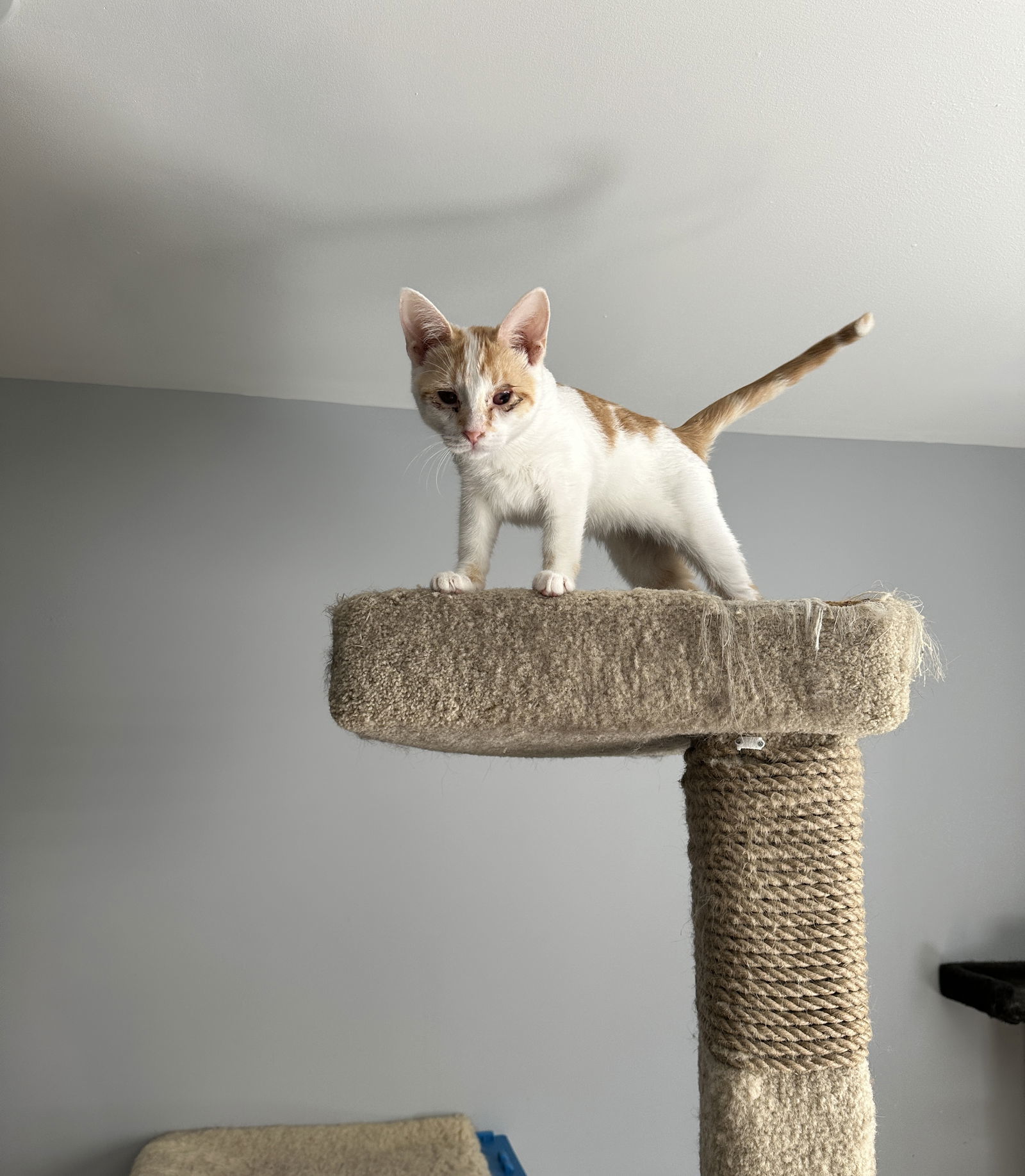 Dillon (Must be adopted with Dion)