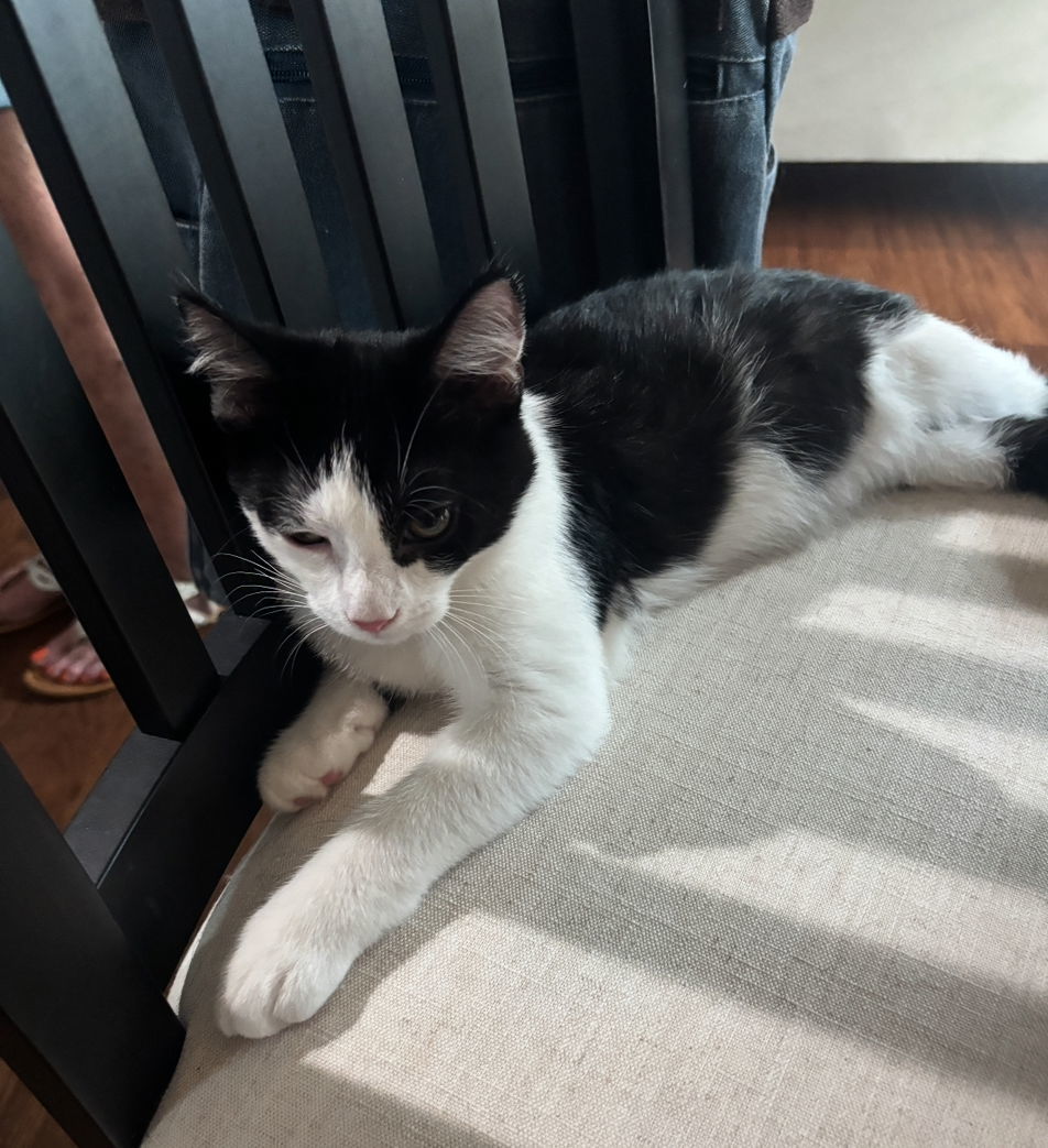 Dion(Must be adopted with Dillon)
