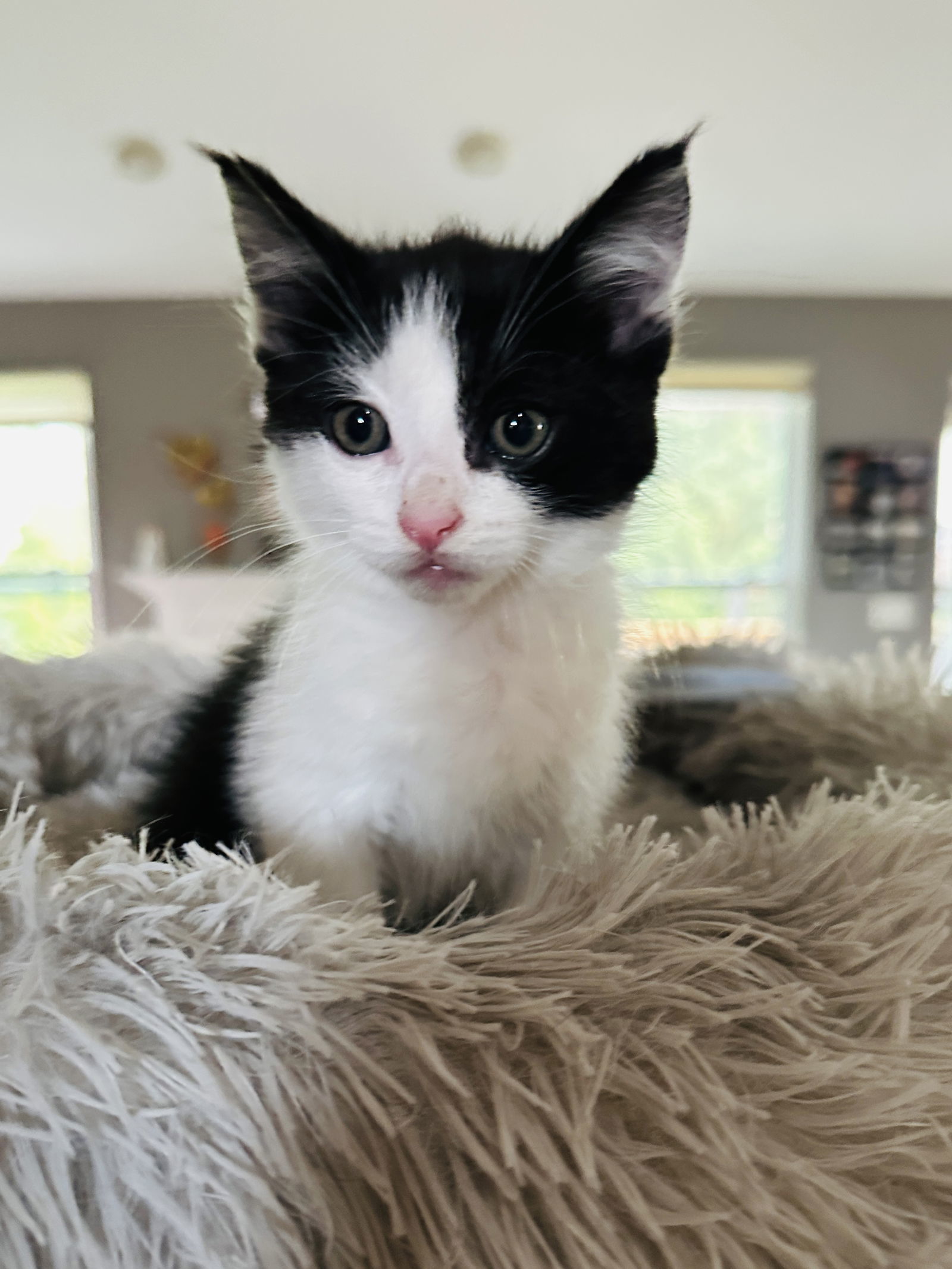 Dion(Must be adopted with Dillon)
