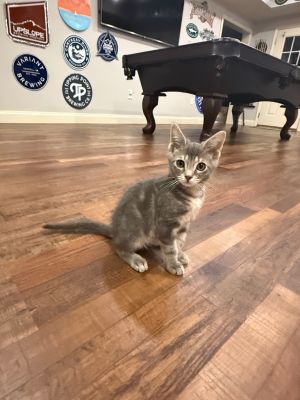 Im very cute and sweet Please adopt meAll adopters must be  21 years old live in a place that