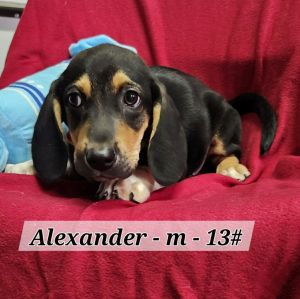 Alexander