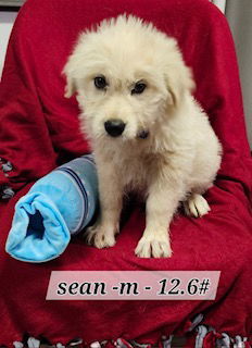 Sean