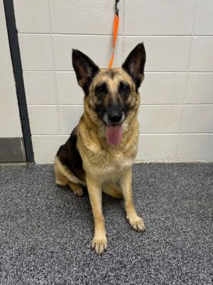 Queen, Adult Female German Shepherd Dog