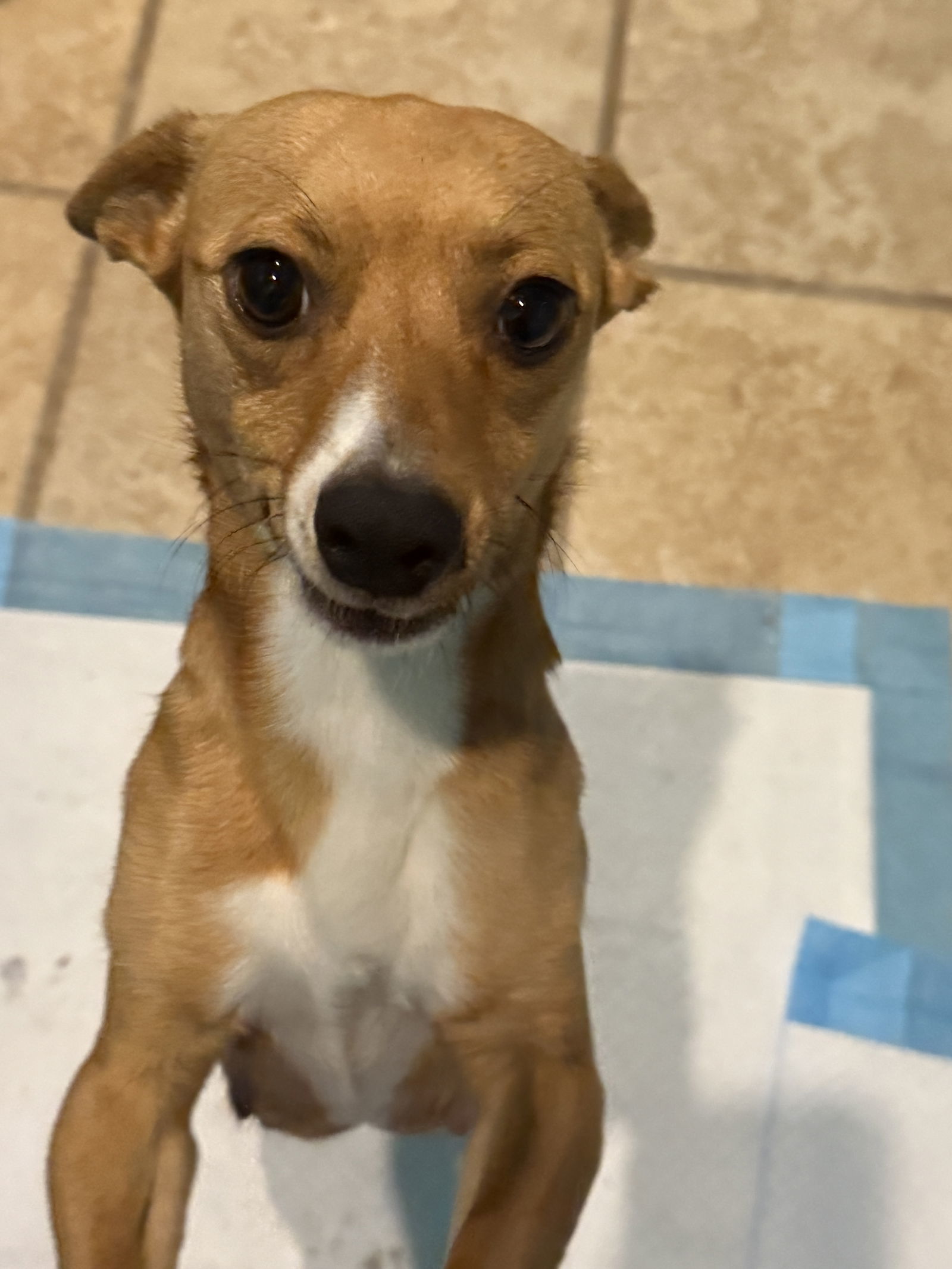 Delilah