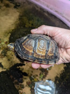 Hurricane, Adult Female unknown