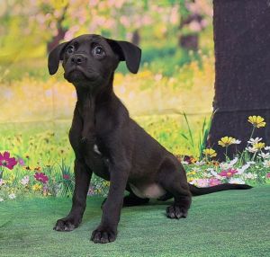 250846 Hwang, Baby Female Labrador Retriever
