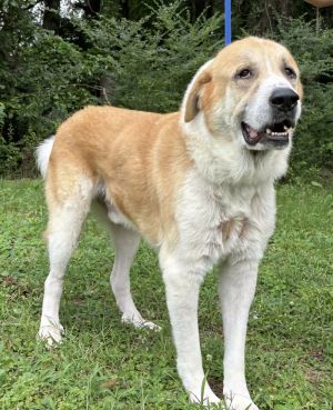 250832 Shrimp, Senior Male Great Pyrenees