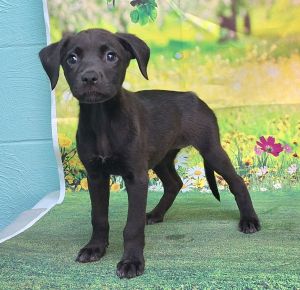 250846 Yuna, Baby Female Labrador Retriever