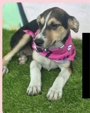 Akira, Baby Female Mixed Breed
