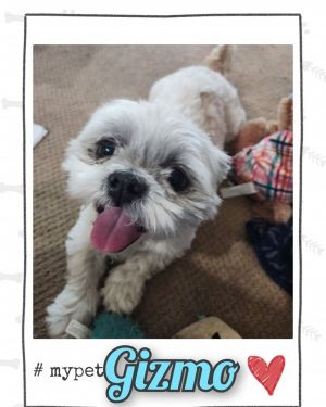 Gizmo