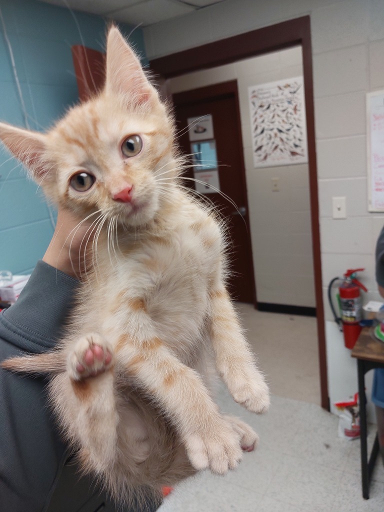 Fluffball, an adoptable Domestic Short Hair in Rock Springs, WY, 82901 | Photo Image 1