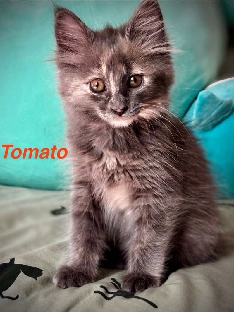 Tomato