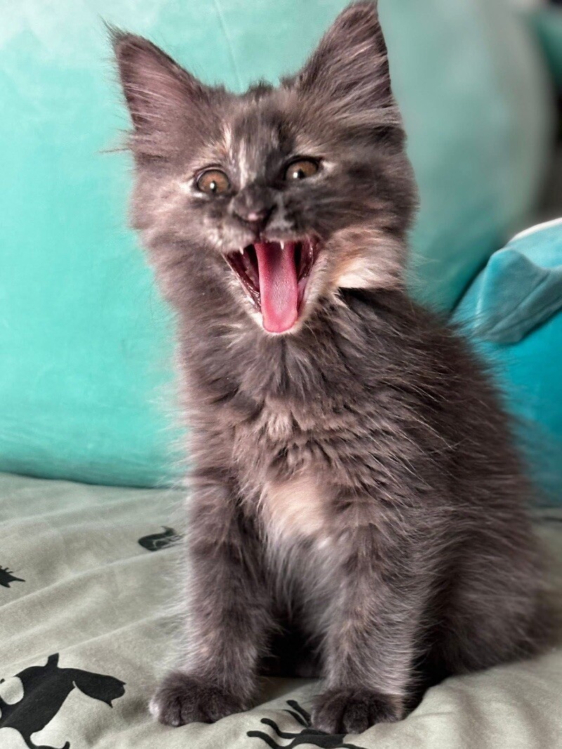 Tomato