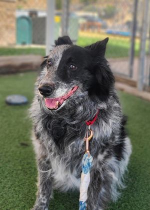 Tasha