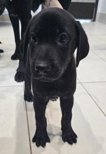 Camilla, Baby Female Labrador Retriever
